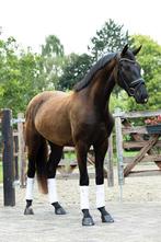 Prachtige 3 jarige ruin, Dieren en Toebehoren, Paarden, Gechipt, Ruin, Dressuurpaard, 3 tot 6 jaar