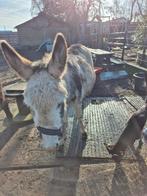 Lieve drachtige ezel merrie, Dieren en Toebehoren, Mei, Vrouwelijk