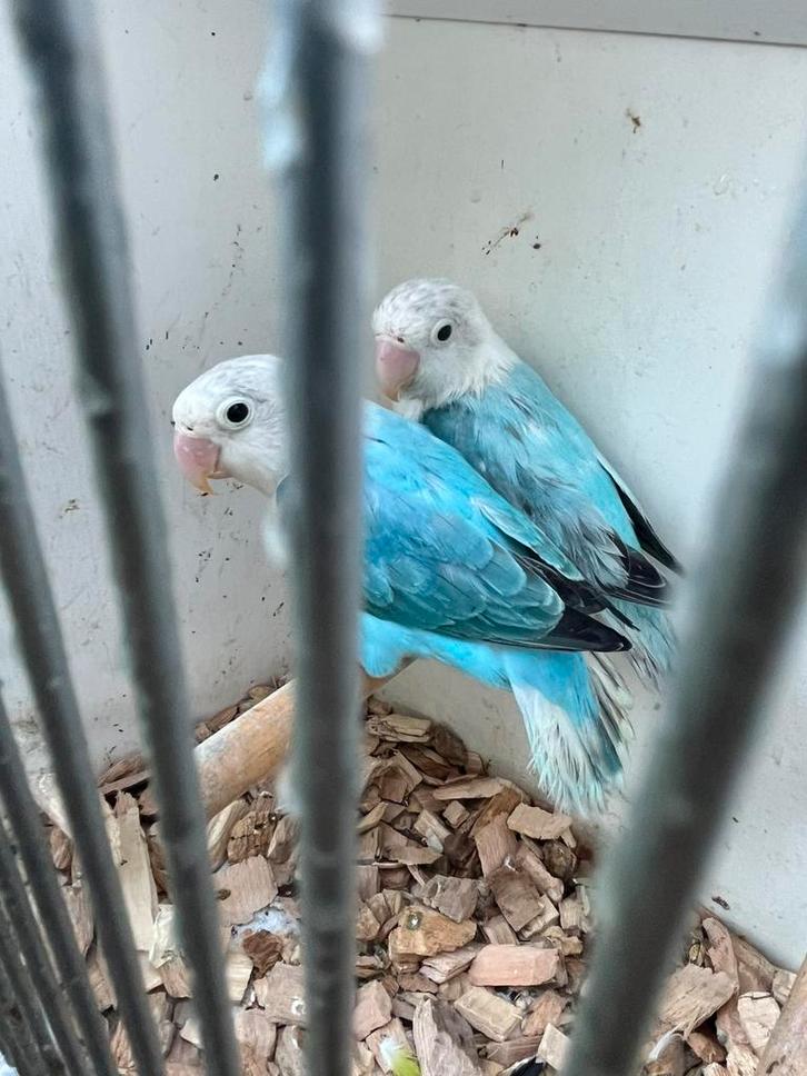 Koppel Fischeri Opaline, Blauw T van 2024, Dieren en Toebehoren, Vogels | Parkieten en Papegaaien, Dwergpapegaai of Agapornis