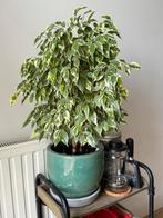 Very healthy Ficus Benjamina (+ 50cm) with ceramic pot, Huis en Inrichting, Kamerplanten, Minder dan 100 cm, Ficus, Halfschaduw