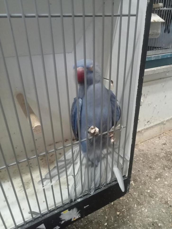 Mooie violet halsband pop, Dieren en Toebehoren, Vogels | Parkieten en Papegaaien, Parkiet, Vrouwelijk