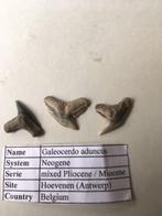 Haaientanden uit Hoevenen: Galeocerdo aduncus, Ophalen of Verzenden, Fossiel