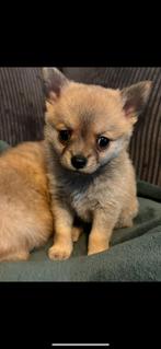 Pomchi pup teefje, Dieren en Toebehoren, Honden | Chihuahua's en Gezelschapshonden, Overige rassen, 8 tot 15 weken, CDV (hondenziekte)