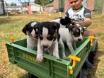 Boerenfox pups, Overige rassen, Meerdere, Meerdere dieren, Nederland