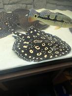 potamotrygon male 40 cm, Vis