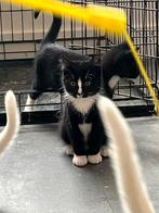 3 super leuke en speelse zwart witte kittens, Dieren en Toebehoren, Katten en Kittens | Overige Katten, Meerdere dieren