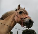 Lieve fjorden merrie- betrouwbare buitenritpartner, Dieren en Toebehoren, Merrie, Minder dan 160 cm, 11 jaar of ouder, Gechipt