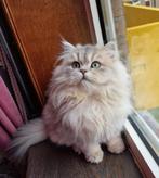 Raszuivere Scottish , langharig, 2 katers ⚡️⚡️