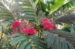 Albizia - Evi's Pride  zaadjes vers (Perzische slaapboom), Zomer, Overige soorten, Volle zon, Ophalen of Verzenden