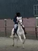 Mooi witte  elegante tuigpaard inruil mogelijk!, Dieren en Toebehoren, Merrie, Gechipt, Zadelmak, 11 jaar of ouder