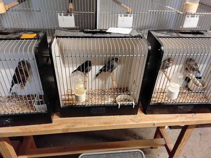 Kanaries mozaïek zwarte agaat rood agaat, Dieren en Toebehoren, Vogels | Kanaries, Kleurkanarie, Meerdere dieren