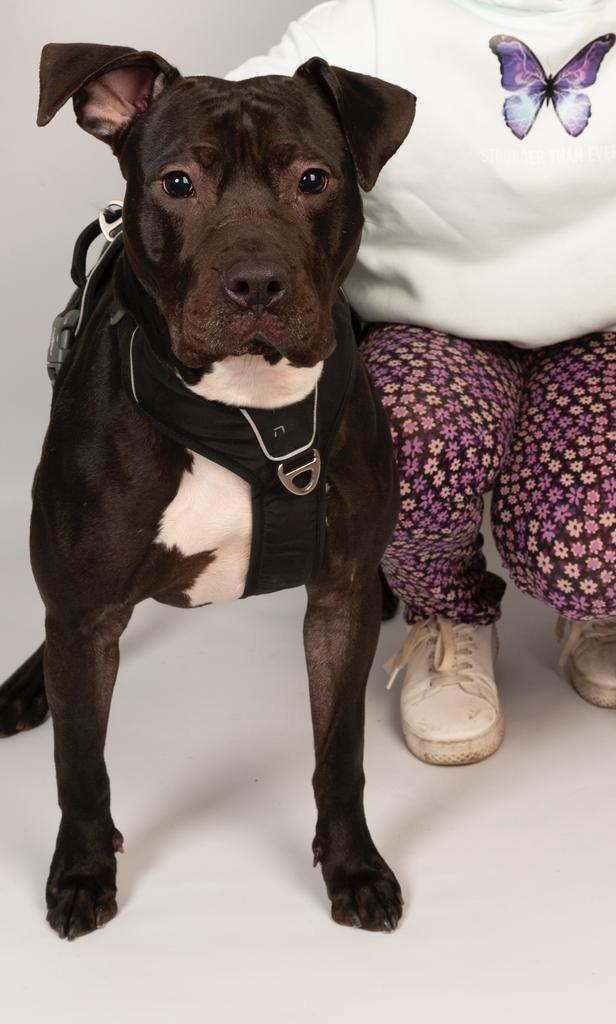 Amerikaanse stafford X pitbull teef, Dieren en Toebehoren, Honden | Niet-rashonden, Groot, Teef, Particulier, Eén hond, Nederland