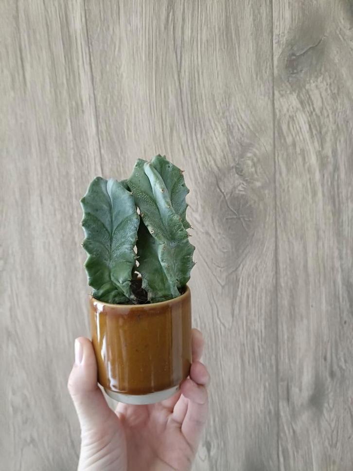 Twee kleine cactusjes, Huis en Inrichting, Kamerplanten, Minder dan 100 cm, Halfschaduw, Ophalen