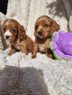Cavapoo pups boomer, Dieren en Toebehoren, 8 tot 15 weken, Meerdere, Nederland, Fokker | Hobbymatig