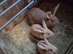 Nieuwzeelander voedster, Dieren en Toebehoren, Konijnen, Vrouwelijk, Groot, 3 tot 5 jaar