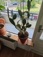 Cactus in terracotta pot, Ophalen, Cactus, Volle zon, Minder dan 100 cm