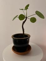 Pannenkoekplantje (excl pot), Ophalen, Halfschaduw, Minder dan 100 cm