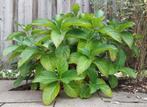 3 roze hortensia's, Vaste plant, Halfschaduw, Lente, Ophalen