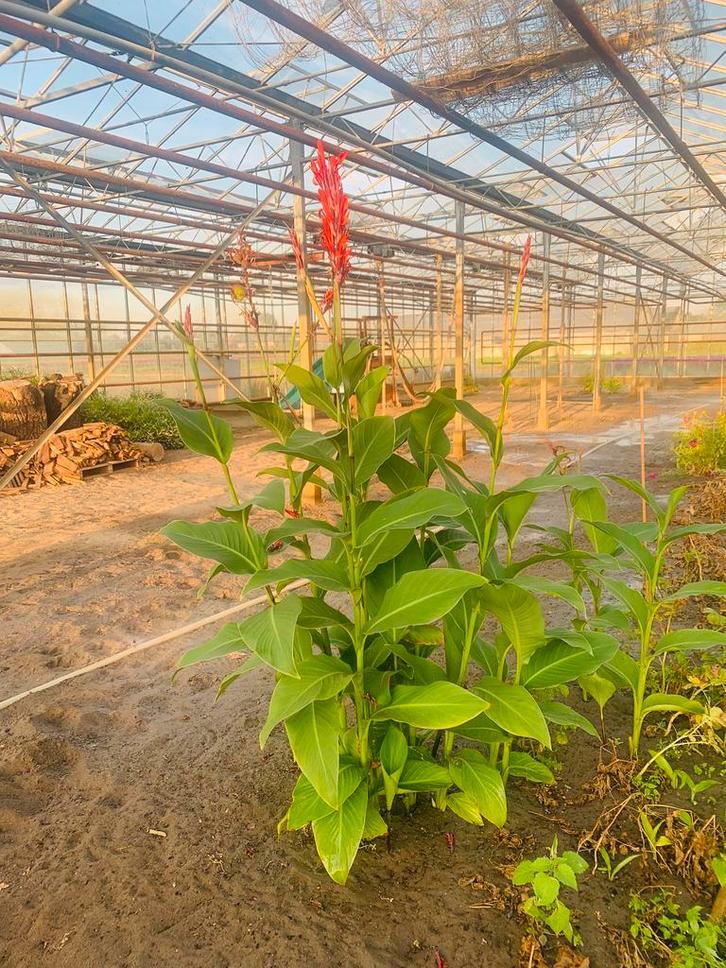 10 kilo Canna’s - bollen canna - knollen, Tuin en Terras, Bloembollen en Zaden, Knol, Volle zon, Ophalen of Verzenden
