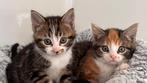 Kittens | gratis afhalen, Dieren en Toebehoren, Katten en Kittens | Overige Katten