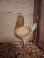 Duitse Modena, Dieren en Toebehoren, Vogels | Duiven, Mannelijk, Overige soorten