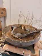 Zwartmasker duiven, Meerdere dieren, Tropenvogel, Geringd