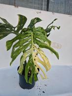 Monstera Thai constellation, Ophalen, Zo goed als nieuw