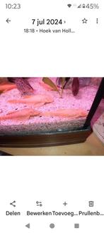 Diverse Ancistrussen, Dieren en Toebehoren, Vis