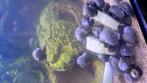 Appelslakjes blauw grijs halve cm groot., Dieren en Toebehoren, Vissen | Aquariumvissen, Vis