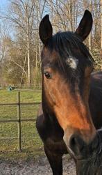 Lieve Iers volbloed ruin van 4 jaar, Dieren en Toebehoren, Paarden, Gechipt, Ruin, Niet van toepassing, 3 tot 6 jaar