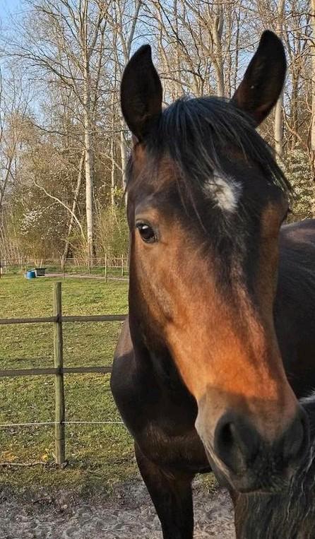 Lieve Iers volbloed ruin met hart van goud (4jaar), Dieren en Toebehoren, Paarden, Ruin, Niet van toepassing, 165 tot 170 cm, 3 tot 6 jaar