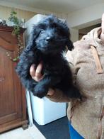 Border collie pups (kruising border collie /poedel), Collie, Meerdere, Meerdere dieren, Nederland