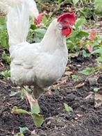 legkippen, Dieren en Toebehoren, Pluimvee, Vrouwelijk, Kip