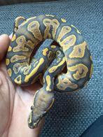 1.0 2025 mojave (fire) hypo het ultramel, Slang, 0 tot 2 jaar