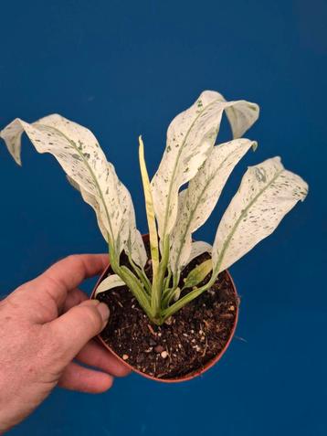 Epipremnum Gigantheum Variegata p12 (8) beschikbaar voor biedingen
