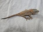 Rhacodactylus auriculatus kweekgroep 1.7, Dieren en Toebehoren, Reptielen en Amfibieën, Hagedis, 3 tot 6 jaar