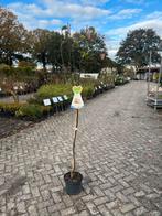 Halfstam Pyrus pyrifolia 'Schinko' in pot, Tuin en Terras, Planten | Bomen, Overige soorten, Lente, 100 tot 250 cm, Ophalen