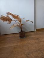 Gedroogde Palm in Pot, Ophalen, Palm, Halfschaduw, In pot