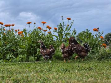 4 wyandotte kriel porselein beschikbaar voor biedingen
