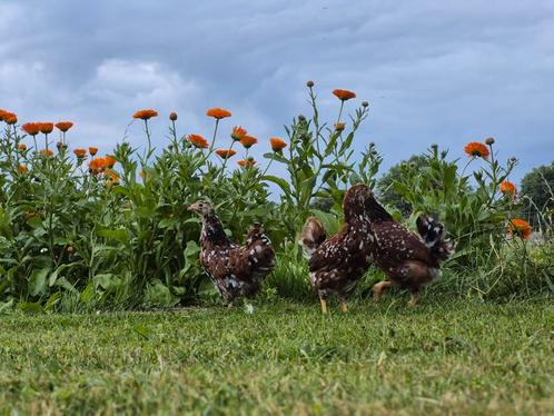 4 wyandotte kriel porselein, Dieren en Toebehoren, Pluimvee, Kip, Vrouwelijk