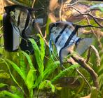 Maanvissen, Dieren en Toebehoren, Vissen | Aquariumvissen, Vis, Zoetwatervis