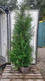 Haag coniferen Thuja occidentalis brabant  200 - 220 cm, Haag, Conifeer, Ophalen, 100 tot 250 cm