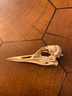 Zeekoet schedel, Ophalen of Verzenden, Zo goed als nieuw, Schedel