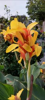 Canna Fiësta bollen, Tuin en Terras, Bloembollen en Zaden, Ophalen of Verzenden, Voorjaar, Volle zon, Wortelstok