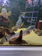 Polypterus ornatipinnis 50cm, Dieren en Toebehoren, Vissen | Aquariumvissen, Vis, Zoetwatervis