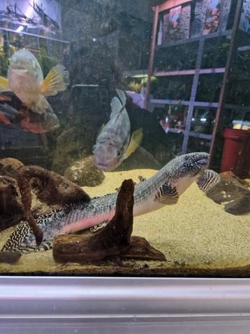 Polypterus ornatipinnis 50cm  beschikbaar voor biedingen