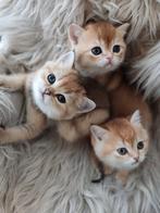 Prachtige Britse black Golden Shaded kittens!, Dieren en Toebehoren, Katten en Kittens | Raskatten | Korthaar, Meerdere dieren