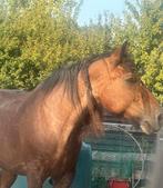 Belgische trekpaard te lease, Ophalen of Verzenden, Nieuw, Overige soorten