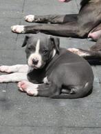 Stafford pups Amerikaanse stafford puppies hondjes reu  teef, Rabiës (hondsdolheid), Overige rassen, 8 tot 15 weken, Meerdere
