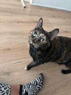 Nieuwe thuis voor lieve schildpad poes, Dieren en Toebehoren, Katten en Kittens | Overige Katten, Poes